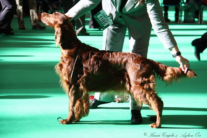 Crufts2011 049.jpg